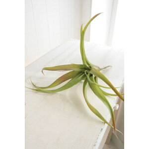 GAvc L VU-11  I5 COVENT GARDEN IuWF u  O[ tFCNO[  t[ 40CM 30CM ϗtA  fBXvC RxgK[f Rxg K[f AeB[