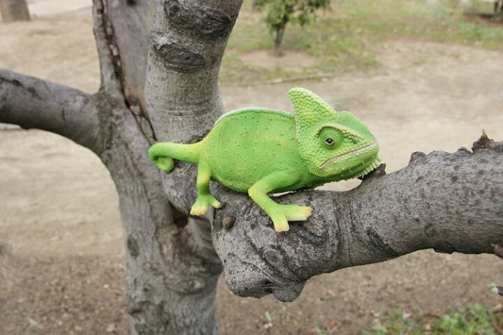 楽天市場 貯金箱 カメレオン かわいい Pet Bank 1263 Br5 Magnet カメレオン グリーン 貯金箱 コインバンク キュート バンク 動物 置物 ガーデン オーナメント インテリア コレクション インスタ 雑貨 プレゼント スタイルライフbosky