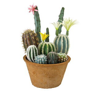 サボテン 花の人気商品 通販 価格比較 価格 Com サボテン 花の人気商品 通販 価格比較 価格 Com