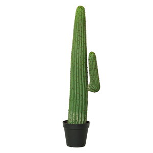 誕生日プレゼント サボテン 観葉植物の人気商品 通販 価格比較 価格 Com 誕生日プレゼント サボテン 観葉植物の人気商品 通販 価格比較 価格 Com