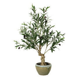 楽天市場 アウトレット 植物の種類ゴムの木 花 観葉植物 花 ガーデン Diy の通販
