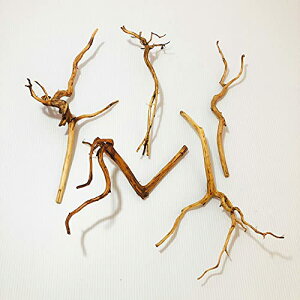 yzGoldlife   STCY 5{Zbg X}gEbh ChlVAY } ANAE p_E eE RPE  XP[vEbh̍ޗ vR̃GT 