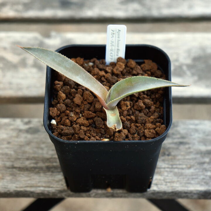 楽天市場】多肉植物 アガベ ハバーディアナ Agave havardiana 