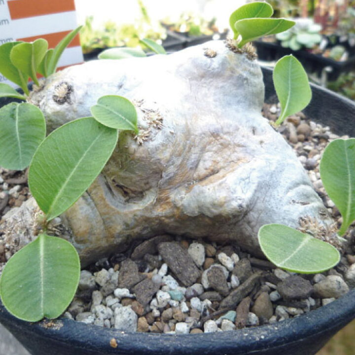 楽天市場】【送料無料】パキポディウム ・ 恵比寿笑い 多肉植物 