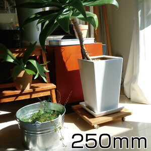 v^[x[X 250mmTCY b g[ X^h  u Rt LX^[t ړ ؐ  v[g  K[f DIY  ϗtA ϗtApi ̑