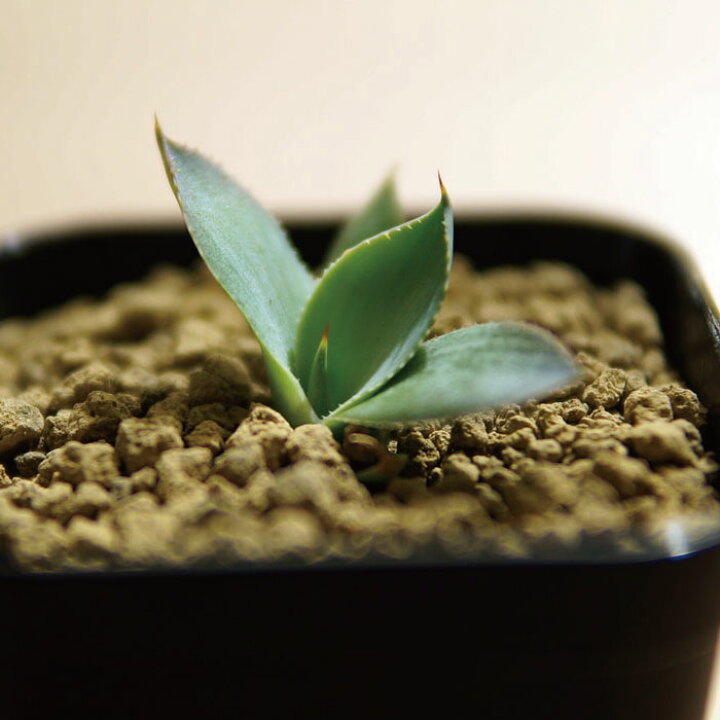 楽天市場】多肉植物 アガベ パリー チワワ Agave parryi v. chihuahua 