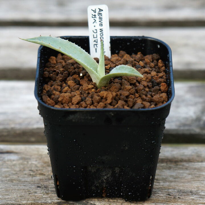 楽天市場】観葉植物 多肉植物 アガベ ワコマヒー Agave wocomahi 希少 