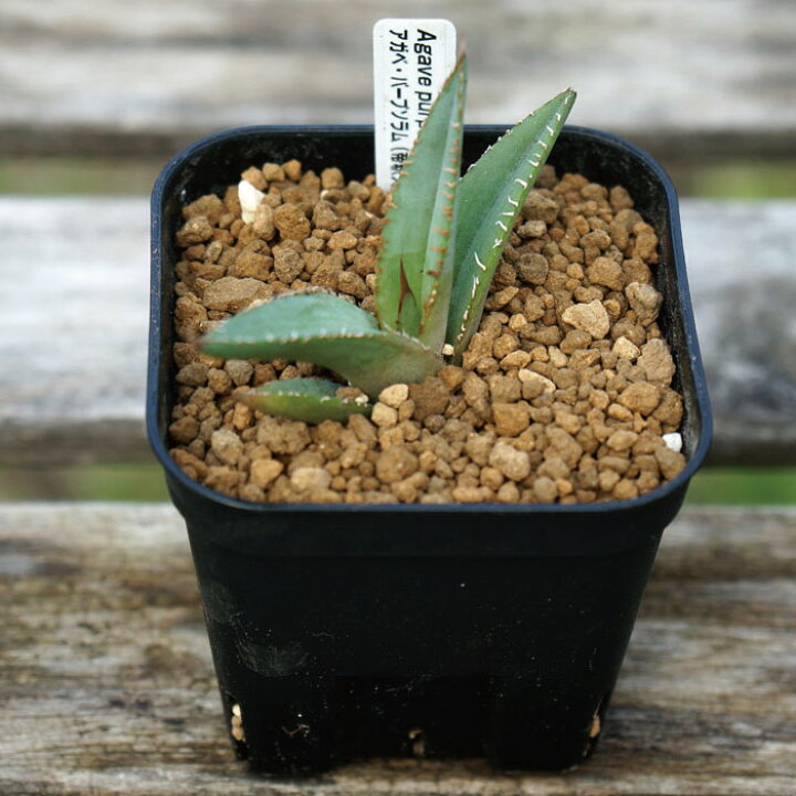 楽天市場】観葉植物 多肉植物 アガベ パープソラム Agave purpusorum 