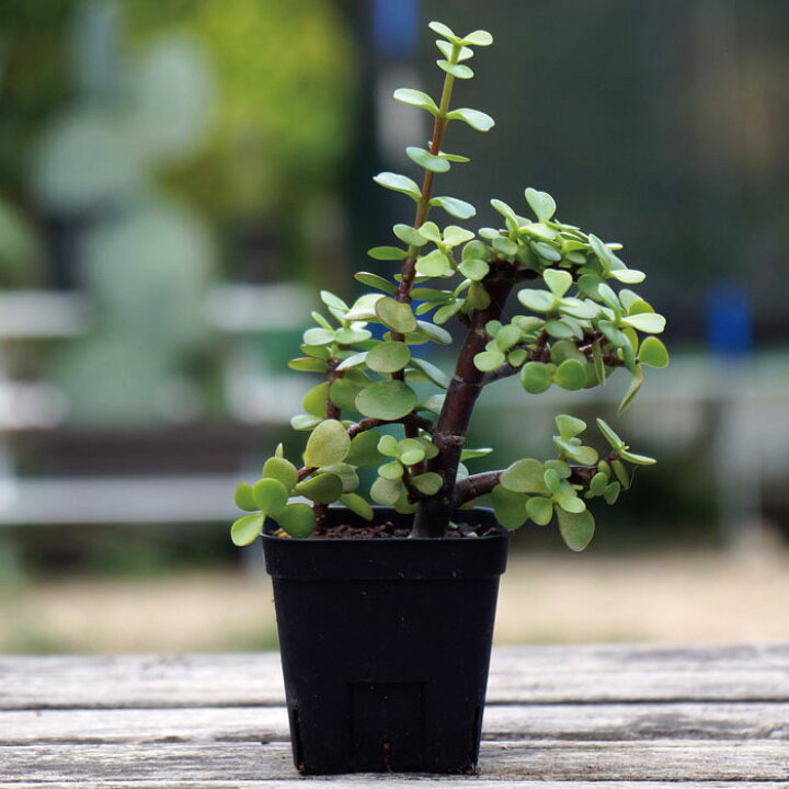 楽天市場 観葉植物 多肉植物 ポーチュラカリア アフラ Portulacaria Afra 銀杏木 珍しい植物 インテリア おしゃれ 人気 楽天 ギフト プレゼント Grassland グラスランド