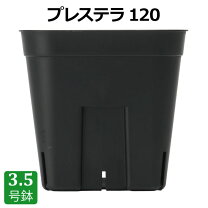 楽天市場】スリット鉢 プレステラの通販