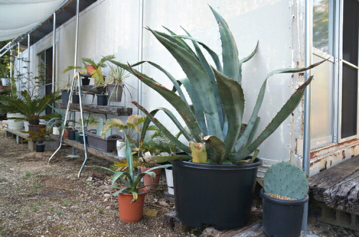 楽天市場】多肉植物 アガベ アメリカーナ  