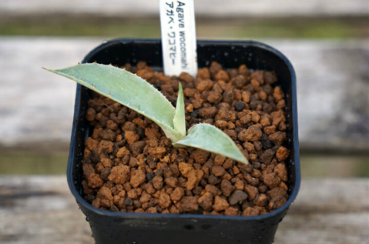 楽天市場】観葉植物 多肉植物 アガベ ワコマヒー Agave wocomahi 希少 