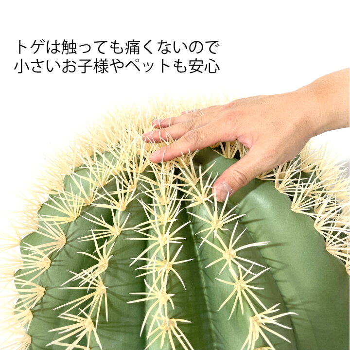 中型サボテン 緑色と黄色のトゲ （サボテン：マミラリア 狂刺琴糸丸 