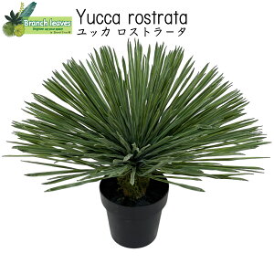 Branch leaves tFCNO[ Yucca rosutora bJ Xg[^ 58cm 65cm {̂悤ȃAȎ lHϗtA CH15041746