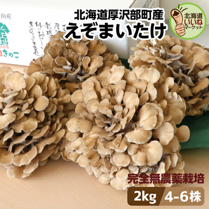 楽天市場】まいたけ きのこ 舞茸 えぞまいたけ 2kg 4〜6株 送料無料 