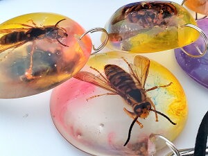 {̐~鑺E쌧qɂĕߊlAqxłFĨ`[y_g