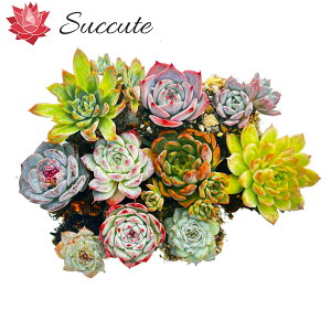 GPxA Zbg A vOg[c uς10cZbgvi3`4cmjyʐ^^񂹐AɍœKz؍Ac Succute yNO1z