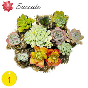 GPxA Zbg A vOg[c uς10cZbgvi3`4cmjyʐ^^񂹐AɍœKz؍Ac Succute yNO1z