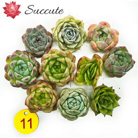エケベリア セット 多肉植物 カット苗 アイスローズ錦を含む10苗セット（株幅4～5cm）【現物写真／寄せ植えに最適】韓国輸入苗 Succute 【NO11】