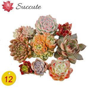 GPxA Zbg A Jbgc wEEEF`TCYႢ10cZbgxi4`8cmjyʐ^^񂹐AɍœKz؍Ac Succute yNO12z