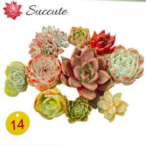 GPxA Zbg A Jbgc wEEEF`TCYႢ10cZbgxi4`8cmjyʐ^^񂹐AɍœKz؍Ac Succute yNO14z