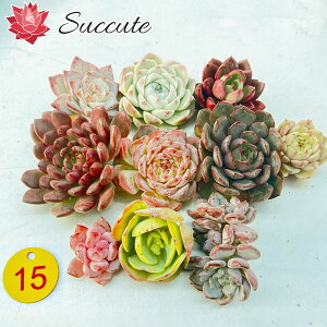 �G�P�x���A �Z�b�g �����A�� �J�b�g�c �w��E���E���E�F�`�T�C�Y�Ⴂ��10�c�Z�b�g�x�i����4�`8cm�j�y�����ʐ^�^�񂹐A���ɍœK�z�؍��A���c Succute �yNO15�z