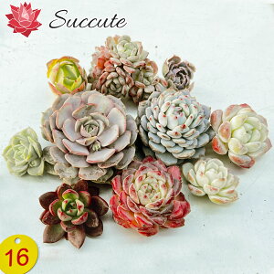 GPxA Zbg A Jbgc wEEEF`TCYႢ10cZbgxi4`8cmjyʐ^^񂹐AɍœKz؍Ac Succute yNO16z