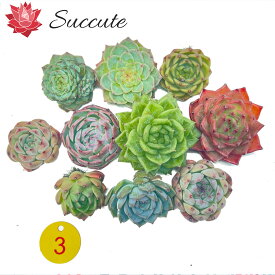 エケベリア セット 多肉植物 カット苗 10苗セット（株幅4～8cm）【現物写真あり／寄せ植えに最適】韓国輸入苗 Succute 【NO3】