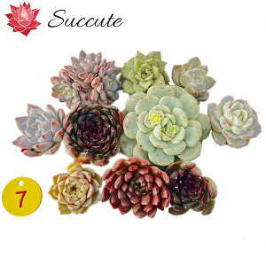 GPxA Zbg A Jbgc wEEEF`TCYႢ10cZbgxi4`8cmjyʐ^^񂹐AɍœKz؍Ac SuccuteyNO7z