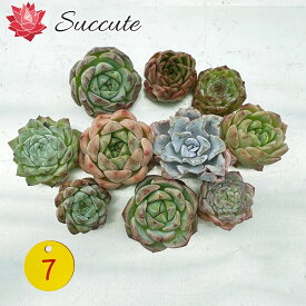 エケベリア セット 多肉植物 カット苗 クリスペートビューティを含む10苗セット（株幅4～6cm）【現物写真／寄せ植えに最適】韓国輸入苗 Succute 【NO7】