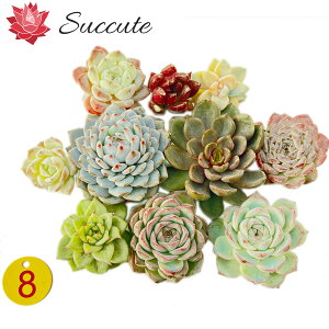 GPxA Zbg A Jbgc wEEEF`TCYႢ10cZbgxi4`8cmjyʐ^^񂹐AɍœKz؍Ac SuccuteyNO8z