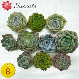 エケベリア セット 多肉植物 カット苗 クリスペートビューティを含む10苗セット（株幅4～6cm）【現物写真／寄せ植えに最適】韓国輸入苗 Succute 【NO8】