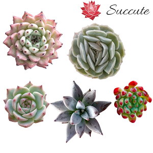 ySuccutezGPxA Z_ ؍Jbgc wi햼5Zbgx lߍ킹 3`5cmiOj|gViAAML[^[AR[^AIWiUS[TAu[GtyMIX10