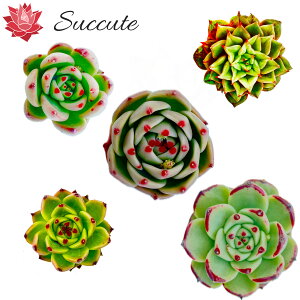 ySuccutezGPxA c ؍Jbgc wi@܌nihSnj4{1x lߍ킹 5`8cmO  u[ACYHyb.Abh tBiVijAU[Ez[EVeB[i