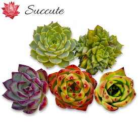 【Succute】エケベリア 韓国カット苗 『特定品種名5種セット』 株幅4～6cm前後 品種は ブルードラゴン、テスラ、ファイヤーフライHyb.、ベンバディス、ラウンディング【MIX13】