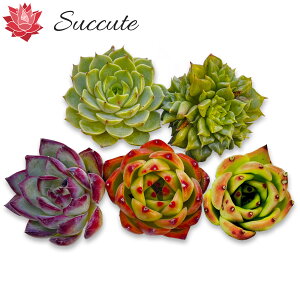 ySuccutezGPxA ؍Jbgc wi햼5Zbgx 4`6cmO i u[hSAeXAt@C[tCHyb.AxofBXAEfBOyMIX13z