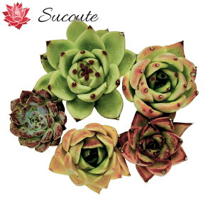 ySuccutezGPxA ؍Jbgc wi햼5ZbgxiAK{CfXnHyb.4{US[TnHyb.1j 3`5cmO i EfBOAAK{CfXG{j[Hyb.AV[}K