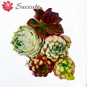 ySuccutezGPxA ؍Jbgc wi햼5Zbgx 3`4cmO i [Ah[[YA{[Iut@bgA`R[gAIWiUS[TyMIX15z