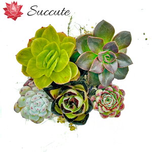 ySuccutezGPxA c Z_ ؍Jbgcwi햼5Zbgx lߍ킹 3`5cmiOj 5Zbg ACX[YсAG{j[ihjAh[[YAu[~j}Ar