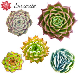【Succute】エケベリア 苗 セダム 韓国カット苗 『特定品種名5種セット』 詰め合わせ 株幅4〜6cm(前後)ベンバディス、グリーンペッパー、ムーンストーン、オリジナルザラゴーサ、ポトシナ