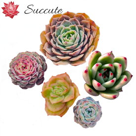 【Succute】エケベリア 韓国カット苗 『特定品種名5種セット』 株幅3～6cm前後 品種は オンスロー（最大幅）、ブルードラゴン×コロラータ―、ホワイトファット、スノーフェイス、アイスローズ錦【MIX7】