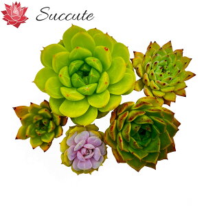 ySuccutezGPxA c Z_ ؍Jbgc wi햼5Zbgx lߍ킹 3`6cmiOjzCgGWFAAK{CfXnEBAXpC x AK{CfXAIWiU