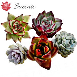 ySuccutezGPxA c Z_ ؍Jbgc wi햼5Zbgx lߍ킹 3`5cmiOju[~j}AreAt@C[tCAAK{CfXG{j[Hyb.i낢^C