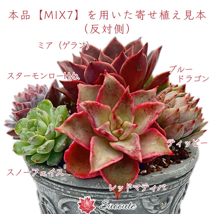 楽天市場】【Succute】エケベリア セダム 韓国カット苗 『特定品種名5 