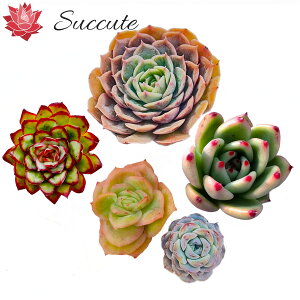 ySuccutezGPxA ؍Jbgc wi햼5Zbgx 3`6cmO i IX[Au[hS×R[^\ALVRvhjXAXm[tFCXAACX[YсyMIX