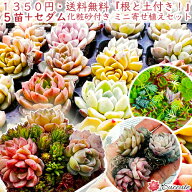 エケベリア 多肉植物 寄植えセット 【根土付きで安心！】 プラグ5苗 ＋ セダムMIX ＋ 化粧砂 寄せ植え 初…
