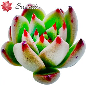 ySuccutezGPxA ؍Jbgc yςݔcz w܌nihSnjGPxAx u[hS x R[^ 4cmO