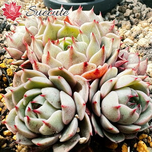 �y���y�t�������c�z �ySuccute�z �G�P�x���A �x���o�f�B�X Echeveria 'Ben Badis' �Q��8cm �O�� 1�Q �C���e���A �O���[�� �Z�_�� �A�G�I �����A�� �񂹐A�� �G�P�x���A �؍�