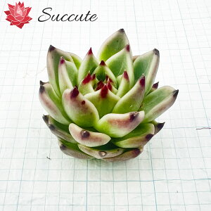 ySuccutezGPxA ؍Jbgc yczw܌nihSnjGPxAx u[ACYHyb 5cmO u[hS̒܌nGPxA