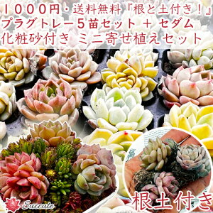 �G�P�x���A �����A�� �Z�b�g �y���t���E�y�t���I�z �v���O�c 5�c �{ �Z�_�� �{ ���ύ� 1000�~�|�b�L�� �������� 3cm�� �񂹐A�� ���S�� ���S ��v �����c �񂹐A��